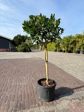 Stechpalme Kugel auf Stamm