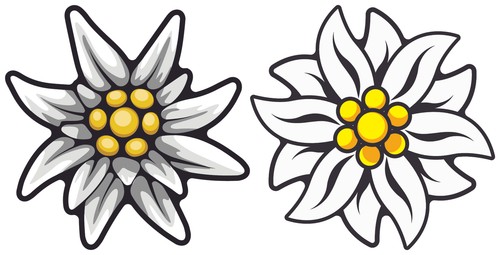 Edelweiss aufkleber 8x8cm - edelweiss,