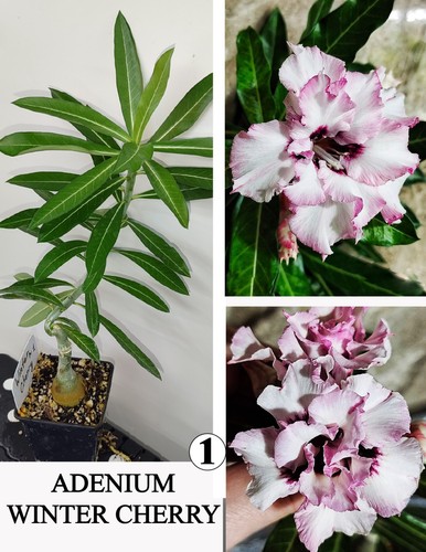 Adenium winter cherry - adenium, n1