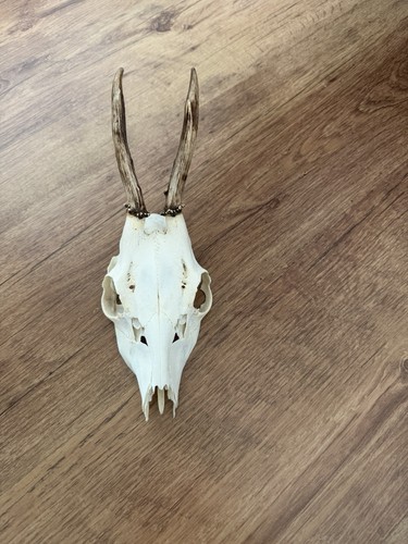 Rehschädel tierschädel mit - rehschädel,