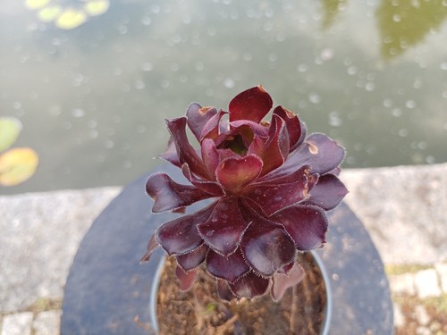 Aeonium negro topf - negro,