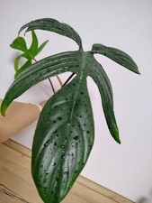 Philodendron Florida  Green
