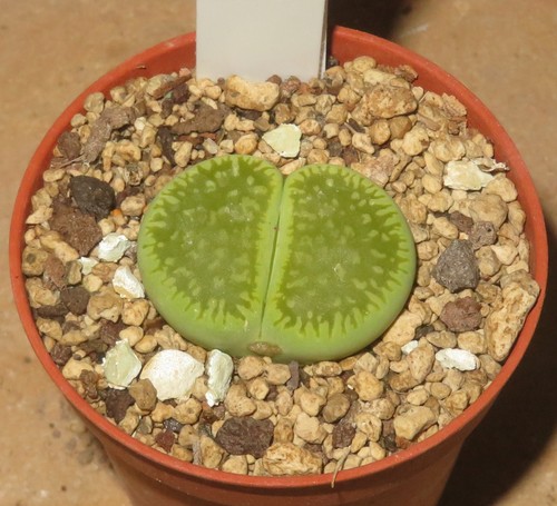 Lithops aucampiae - , cv