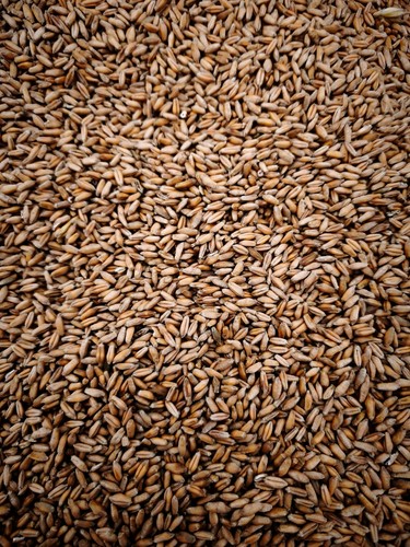 Triticale 25kg futtermittel - triticale,