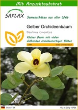 SAFLAX - Samen und Substrat - Gelber Orchideenbaum - 30 Samen