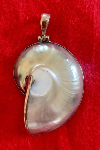 Großer nautilus muschel - nautilus,