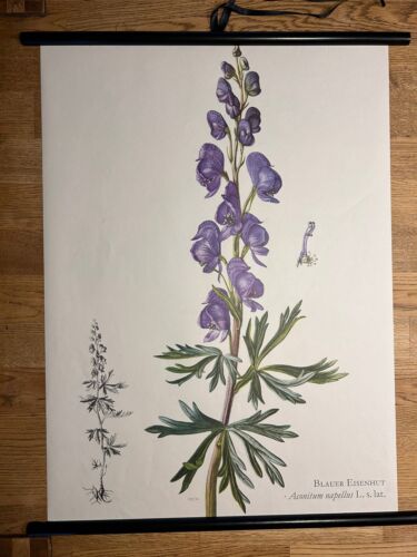 Blauer eisenhut giftpflanze - eisenhut,