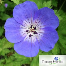 12 Stück Geranium Rozanne ® im Set , blüht den GANZEN SOMMER !