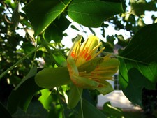 Liriodendron tulipifera