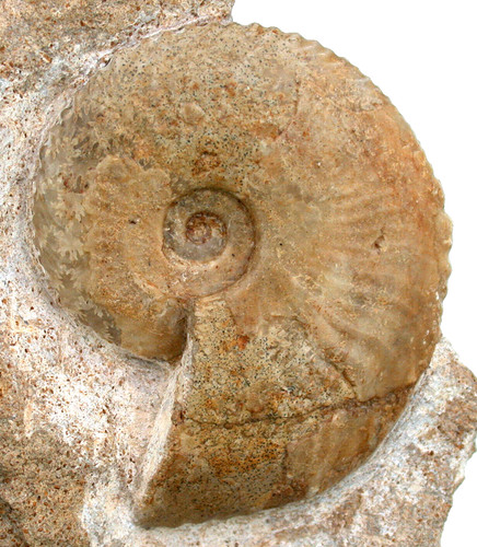 Lias tragophylloceras - lias,