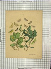 Original alter antiker Druck