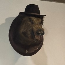 Wildschwein Kopf Präperat