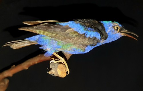 Türkisnaschvogel|