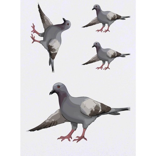 Bowing pigeon temporary - 4, x