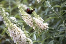 Buddleja 'White Profusion', Schmetterlingsflieder, weiß, 15–20 cm