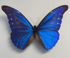 Entomologie*Morpho rhetenor
