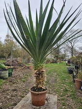 🌴Yucca Gloriosa 110cm /50cm