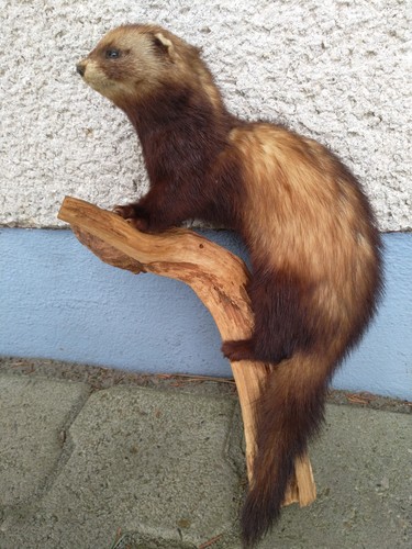Einen niedlichen iltis - einen,