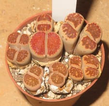 6x Lithops julii cv Kikushogiyoku Ältere Pflanze Lebende Steine EB-MS1766-T5