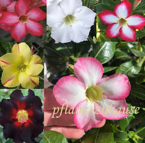 Adenium obesum samen aus - adenium,