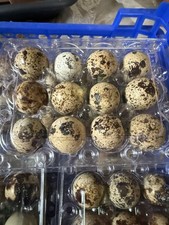 Wachteleier Bruteier