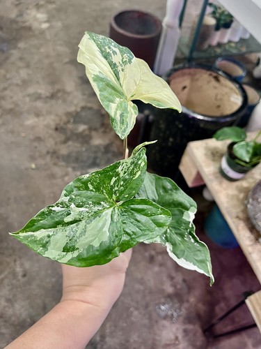Syngonium albo variegated - syngonium,
