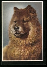 Ansichtskarte Porträt eines