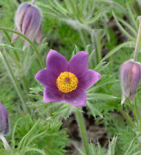 Gewöhnliche Kuhschelle - Pulsatilla vulgaris