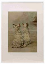 Earl Maud 1864 1943 The Power Dog 1910 West Highland White Terrier A3 A4 gerahmt
