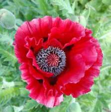 Türkischer Mohn Harlem - Papaver orientale