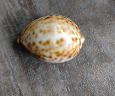  Tigermuschel Cypraea tigris Kauri Muschel Kaurischnecke große Meeresschnecke