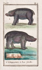 Hippo Nilpferd hippopotamus