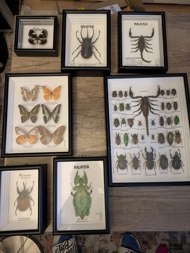 Insekten schmetterlinge - insekten,
