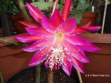 Epiphyllum Blattkaktus "A & A