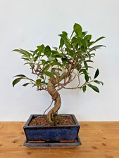 Zimmerbonsai Ficus retusa