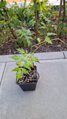 Koelreuteria paniculata - , /