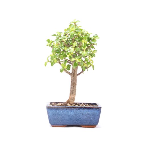 Bonsai speckbaum portulacaria - speckbaum, 'portulacaria