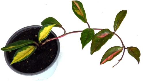 Hoya porzellanblume - ,