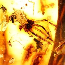 Baltischer Bernstein Inklusion