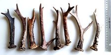 8 Rehstangen , Rehbock , Geweih,  Deko , Basteln