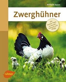 Zwerghühner die besten tipps - besten,