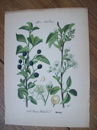 Antike chromo lithographie - antike, chromo-lithographie