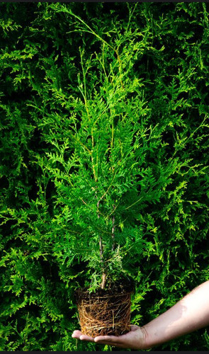 Thuja occidentalis brabant - thuja,