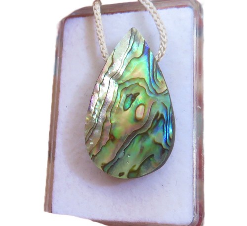 Paua muschel abalone - paua,
