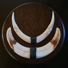 Warzenschwein Gewaff Hauer