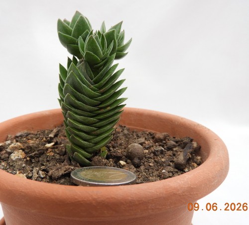Crassula budda temple - crassula, =budda's