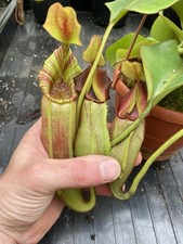 Nepenthes LVB X Veitchii