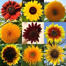 100 Samen SONNENBLUMEN MISCHUNG ROT ZWEIFARBIG GELB BRAUN SONNENBLUME MIX