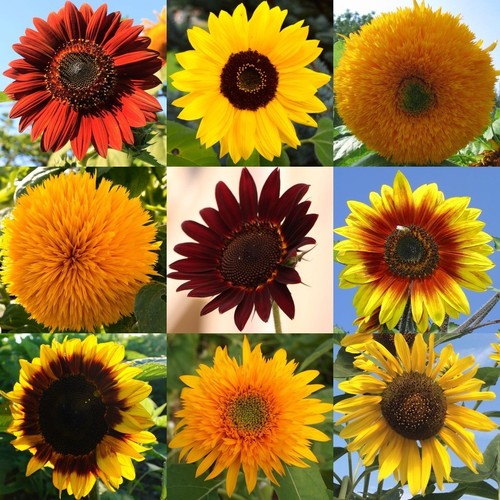 100 samen sonnenblumen - 100,