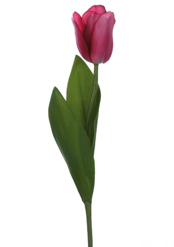 Tulpe mondial violet - tulpe,